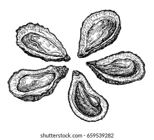 Oysters engraving vector illustration. Hand drawn mollusks in shells in a vintage style. Sea food.