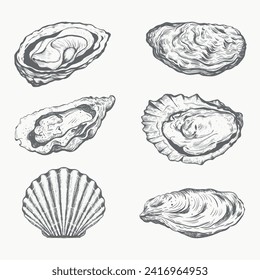 Oysters hand drawing vector illustration. Oysters and scallop. Seafood collection