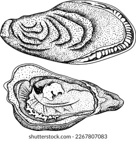 Oysters. Hand drawn underwater creatures. Vector sea life, seafood.