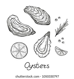 Oysters hand drawn vector illustrations.  Isolated on white background.Engraving sketchy retro style