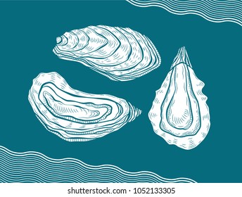 Oysters hand drawn vector illustrations in the blue background. Engraving sketchy retro style