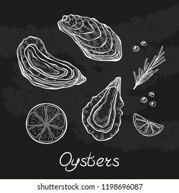 Oysters hand drawn vector illustrations.  Isolated on white background.Engraving sketchy retro style