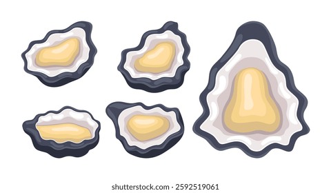 Oysters illustration vector bundle. Oysters vector cartoon set icon. Vector illustration icon Oysters on white background. Oysters illustration vector bundle