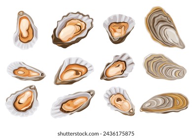 Oysters isolated on black background. Trendy healthy food. Oysters. Print. Banner, label, poster, sticker, logo, vector illustration.