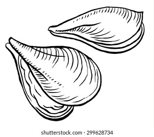 oysters isolated on a white background