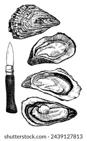 Oysters with knife, hand drawn sketch, vector illustration 