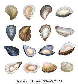 Oysters. Marine or ocean food exotic delicious shells recent vector cartoon template