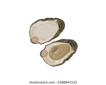 Oysters on a white background.