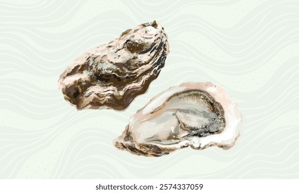 Oysters on a white background. Vector illustration of opened oysters.