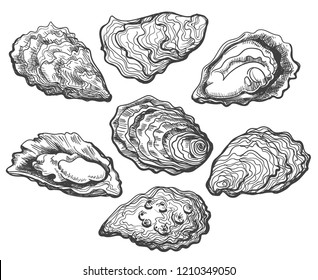 Oysters. Oyster shell vector set, hand drawn fresh oysters isolated on white background for cooked delicacies or delicacy food decor