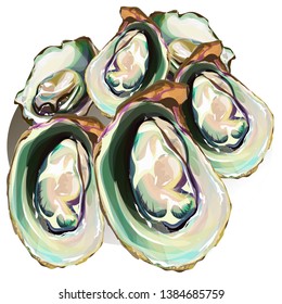 Oysters. Oyster shell vector set, hand drawn fresh oysters isolated on white background for cooked delicacies or delicacy food decor