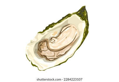 Oysters. Oyster shell vector set, hand drawn fresh oysters isolated on white background for cooked delicacies or delicacy food decor