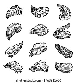 Oysters, scallops, shellfishes, clam bivalve mollusks hand drawn set. Seafood, exotic meal, delicacy. Underwater inhabitant, marine wildlife. Vector oysters illustration isolated on white background