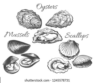 Oysters and scallops sketch. Clam seafood and mussels vector ink hand drawn vector illustration