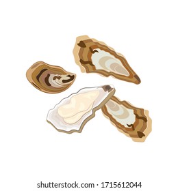 Oysters seafood illustration on the white background. Vector illustration
