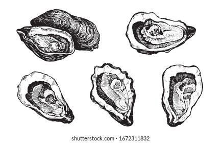 Oysters. Seafood, a set of templates for menu design, packaging, restaurants and catering. Hand drawn images