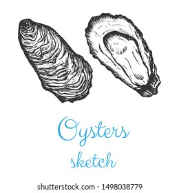 Oysters seafood sketch vector, hand drawn pencil drawing isolated design element.