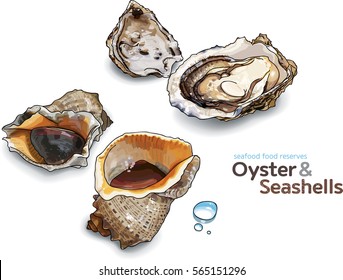 Oysters and Seashells