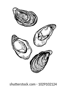 Oysters shell Hand draw