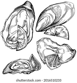 Oysters vector with engraving style illustration of logo or emblem for design seafood menu, lunch. Classic American steakhouse or French bistro appetizer.