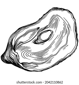 Oysters vector with engraving style illustration of logo or emblem for design seafood menu, lunch. Classic American steakhouse or French bistro appetizer.