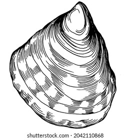 Oysters vector with engraving style illustration of logo or emblem for design seafood menu, lunch. Classic American steakhouse or French bistro appetizer.