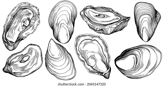 Oysters vector with engraving style illustration of logo or emblem for design seafood menu, lunch. Classic American steakhouse or French bistro appetizer.