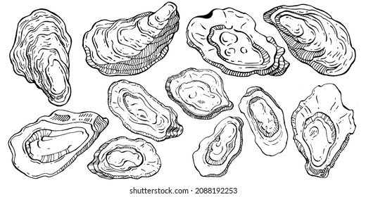 Oysters vector with engraving style illustration of logo or emblem for design seafood menu, lunch. Classic American steakhouse or French bistro appetizer.