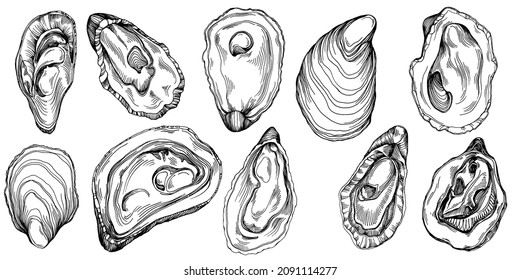 Oysters vector with engraving style illustration of logo or emblem for design seafood menu, lunch. Classic American steakhouse or French bistro appetizer.