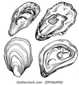 Oysters vector with engraving style illustration of logo or emblem for design seafood menu, lunch. Classic American steakhouse or French bistro appetizer.