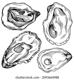 Oysters vector with engraving style illustration of logo or emblem for design seafood menu, lunch. Classic American steakhouse or French bistro appetizer.