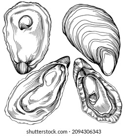 Oysters vector with engraving style illustration of logo or emblem for design seafood menu, lunch. Classic American steakhouse or French bistro appetizer.