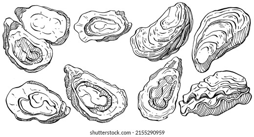 Oysters vector with engraving style illustration of logo or emblem for design seafood menu, lunch. Classic American steakhouse or French bistro appetizer.