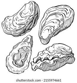 Oysters vector with engraving style illustration of logo or emblem for design seafood menu, lunch. Classic American steakhouse or French bistro appetizer.