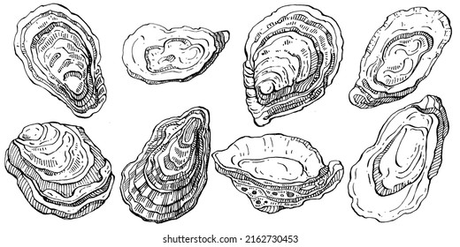 Oysters vector with engraving style illustration of logo or emblem for design seafood menu, lunch. Classic American steakhouse or French bistro appetizer.