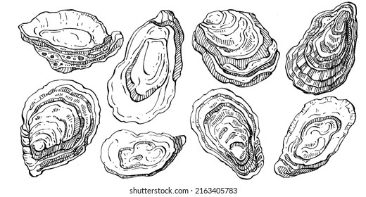 Oysters vector with engraving style illustration of logo or emblem for design seafood menu, lunch. Classic American steakhouse or French bistro appetizer.