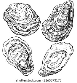 Oysters vector with engraving style illustration of logo or emblem for design seafood menu, lunch. Classic American steakhouse or French bistro appetizer.