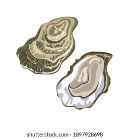 Oysters vector illustration, icon. Seafood in cartoon flat style.