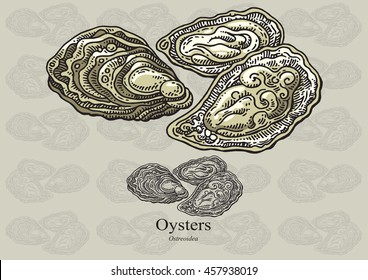 Oysters. Vector illustration with refined details and optimized stroke that allows the image to be used in small sizes (in packaging design, decoration, educational graphics, etc.)