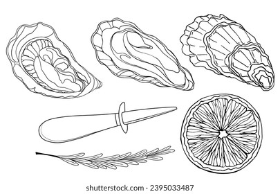 Oysters. Vector illustration. Seafood product design. Isolated on a white background. fresh shell, seafood