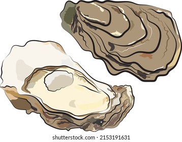 Vector de ostras con ostras sin carne y sin envoltura. 