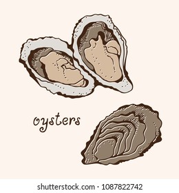 Oysters vector set