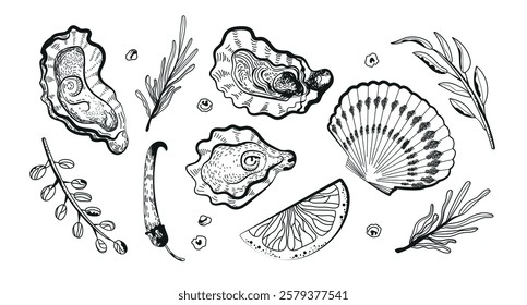 Oysters.Oyster Shell Vector Set. Hand-drawn oysters, lemon slices, herbs, and salt. Ink sketch, isolated on a white background. Ink sketch  isolated on white background. Retro style. Vector 