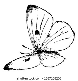 P Rapae Butterfly which is called Pieris rapae and it is Small White butterfly, vintage line drawing or engraving illustration.