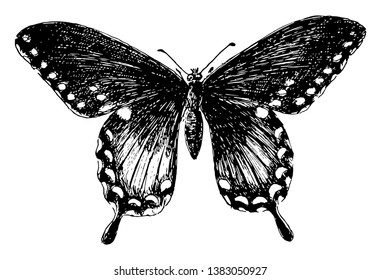 P Troilus Butterfly, genannt Papilio troilus, Vintage-Linie Zeichnung oder Gravitation Illustration.