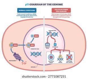 P53 guardian of the genome visualizes the DNA damage response, p53 blocks MDM2 and triggers arrest, repair, or apoptosis. Key objects, p53, MDM2, DNA. Outline diagram
