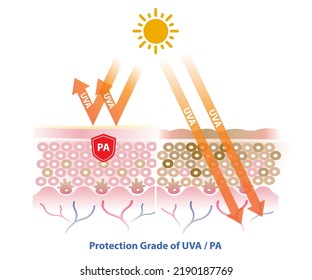 PA blocks UVA radiation penetrate into the skin layer vector on white background. Comparison of skin with sunscreen and no sunscreen. Skin care and beauty concept illustration.