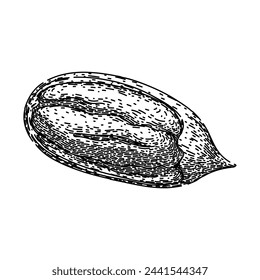 pacana pecan nut hand drawn. vintage etching, abstract dry, fruit seed pacana pecan nut vector sketch. isolated black illustration