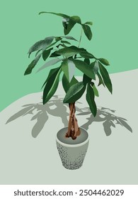 Pachira aquatica, or Money Tree, features braided trunks and glossy, palmate leaves. This low-maintenance plant thrives in bright, indirect light and adds a touch of tropical elegance to any room.