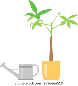 Pachira potted plants and a watering can